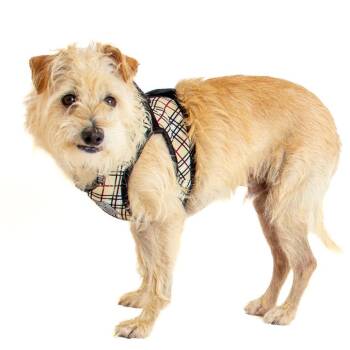 Jinx 14655 -  Terrier Dog for Adoption in San Francisco, California - Jinx 14655 | PetCurious