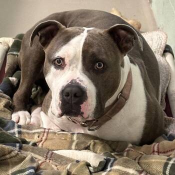 Mama -  Pit Bull Terrier Dog for Adoption in Newark, New Jersey - Mama | PetCurious