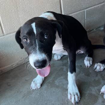Dixie -  American Staffordshire Terrier and Mixed Breed Dog for Adoption in Edinburg, Texas - Dixie | PetCurious