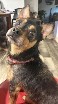 Rescue Chihuahua Dogs for Adoption in Mount Pleasant, South Carolina - Martin | PetCurious