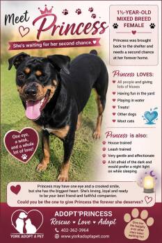 Princess -  Mixed Breed Dog for Adoption in York, Nebraska - Princess | PetCurious