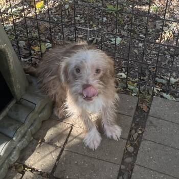 Southport -  Shih Tzu and Mixed Breed Dog for Adoption in Madison, Wisconsin - Southport | PetCurious