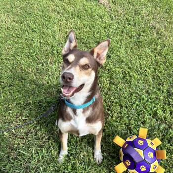 Yoshi -  Husky Dog for Adoption in Angleton, Texas - Yoshi | PetCurious