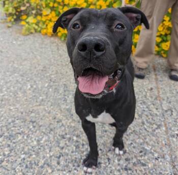 Pit Bull Terrier and Mixed Breed Dogs Available for Adoption in Anchorage, Alaska - BABY | PetCurious