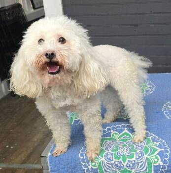 Mario -  Miniature Poodle and Bichon Frise Dog for Adoption in New York, New York - Mario | PetCurious