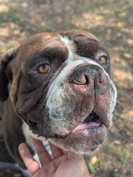 BUCKY -  Bullmastiff and Mastiff Dog for Adoption - BUCKY | PetCurious