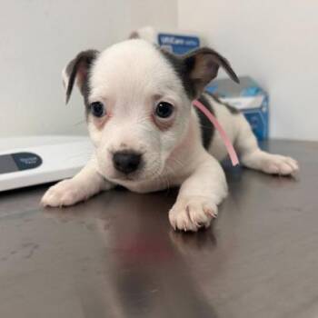 American Bulldog and Mixed Breed Dogs Available for Adoption in Morton Grove, Illinois - Juliet | PetCurious