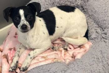 Chihuahua and Rat Terrier Dogs Available for Adoption - Kai | PetCurious