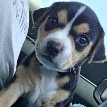 Bella -  Beagle Dog for Adoption in Waxhaw, North Carolina - Bella | PetCurious