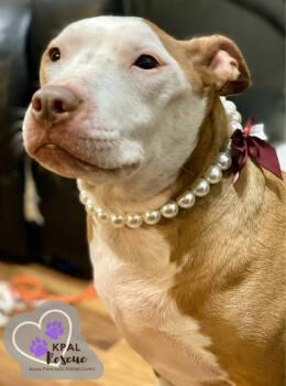 Rescue Pit Bull Terrier Dogs for Adoption in Kenai, Alaska - Ruby | PetCurious