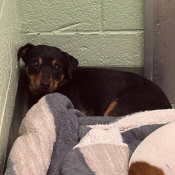 Parson Russell Terrier and Chihuahua Dogs Available for Adoption in West Palm Beach, Florida - Vincent | PetCurious
