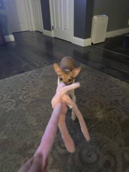 Chihuahua Dogs Available for Adoption - Dazzle | PetCurious