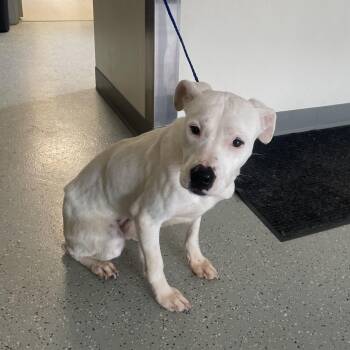 Terrier and Mixed Breed Dogs Available for Adoption - Bernie | PetCurious