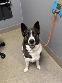 Siberian Husky and Mixed Breed Dogs Available for Adoption - HONEY BADGER | PetCurious