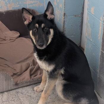 German Shepherd Dog Dogs Available for Adoption in Jefferson City, Tennessee - Kayla | PetCurious