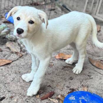 Great Pyrenees Dogs Available for Adoption in Grand Bay, Alabama - Cruz | PetCurious