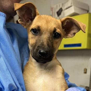 Cinderella -  Mixed Breed Dog for Adoption in Moab, Utah - Cinderella | PetCurious