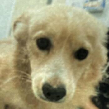 Pecan -  Pomeranian Dog for Adoption in Las Vegas, Nevada - Pecan | PetCurious