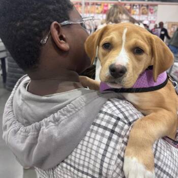 Mixed Breed Dogs Available for Adoption - Hermione | PetCurious