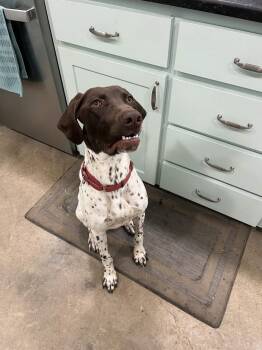 German Shorthaired Pointer Dogs Available for Adoption - Brody | PetCurious