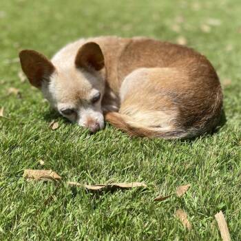Penny -  Chihuahua Dog Available for Adoption in Escondido, California - Penny | PetCurious