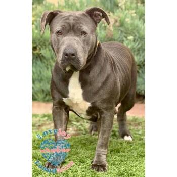 Pit Bull Terrier Dogs Available for Adoption - Koda MB | PetCurious