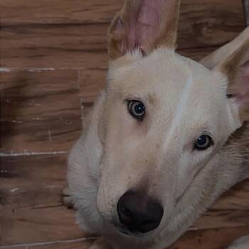 Kairo -  German Shepherd Dog and Siberian Husky Dog for Adoption in Bristol, Indiana - Kairo | PetCurious
