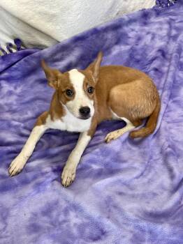 Brinkley -  Terrier Dog for Adoption in Lacon, Illinois - Brinkley | PetCurious