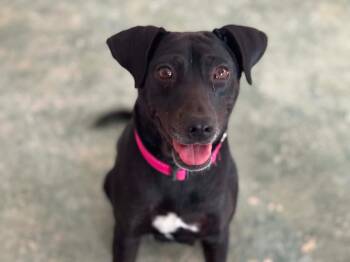 Cali -  Labrador Retriever and Hound Dog for Adoption in Erin, Ontario - Cali | PetCurious