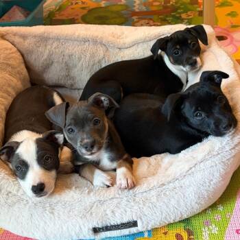 Chihuahua Dogs Available for Adoption in Chesapeake, Virginia - Archer | PetCurious