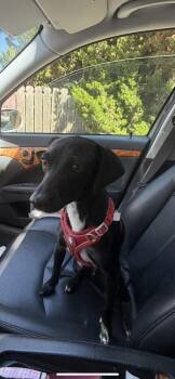 Slinky -  Italian Greyhound and Chihuahua Dog for Adoption in New Haven, Connecticut - Slinky | PetCurious