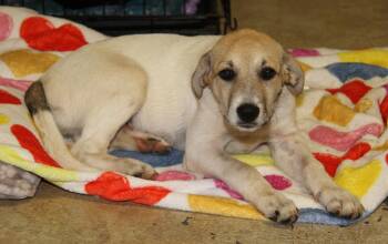 Honey Bee (Photos July 9th 2026) -  Hound Dog for Adoption in Marietta, Ohio - Honey Bee (Photos July 9th 2026) | PetCurious