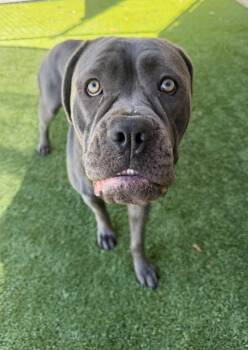 Ophelia -  Cane Corso Dog for Adoption in Baker, Louisiana - Ophelia | PetCurious