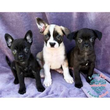 Sesame Litter -  French Bulldog and Pug Dog for Adoption in Inglewood, California - Sesame Litter | PetCurious