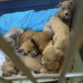 Terrier Dogs Available for Adoption in Clearwater, Florida - Simba | PetCurious