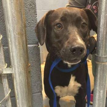 Mixed Breed Dogs Available for Adoption in Gadsden, Alabama - Sundae | PetCurious