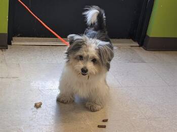 FAITH -  Havanese Dog for Adoption in Kent, Washington - FAITH | PetCurious