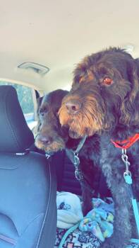 Rescue Bernadoodle Dogs for Adoption in Covington, Tennessee - Brady & Bentley | PetCurious