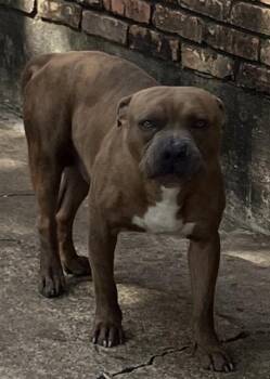 SAMMY -  Pit Bull Terrier Dog for Adoption in Dallas, Texas - SAMMY | PetCurious