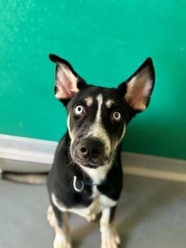 A256254 -  Siberian Husky and Mixed Breed Dog for Adoption in Visalia, California - A256254 | PetCurious