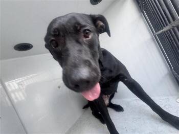 Labrador Retriever and Mixed Breed Dogs Available for Adoption in Houston, Texas - A656998 | PetCurious