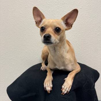 Rescue Chihuahua Dogs for Adoption in Fresno, California - Francis | PetCurious