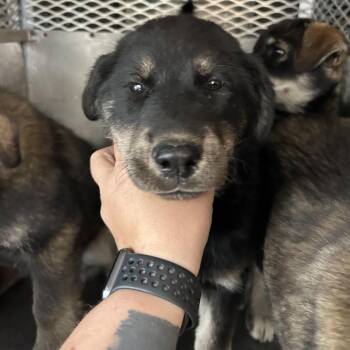 Husky and Shepherd Dogs Available for Adoption - Buoy | PetCurious