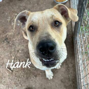 Hank -  Labrador Retriever and Mixed Breed Dog for Adoption in Buchanan Dam, Texas - Hank | PetCurious