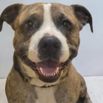 Noni -  Mixed Breed Dog for Adoption in Elyria, Ohio - Noni | PetCurious