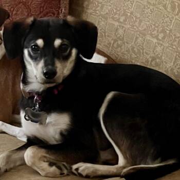 Terrier Dogs Available for Adoption in Toronto, Ontario - Blizzard | PetCurious