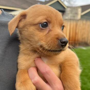 Chihuahua Dogs Available for Adoption - Peach | PetCurious