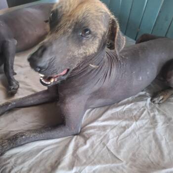 Xoloitzcuintli Mexican Hairless Dogs Available for Adoption in Georgetown, Texas - Cualli (Toltec For Good) | PetCurious