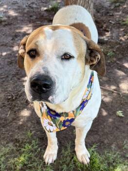 STEWIE -  Saint Bernard and Mixed Breed Dog Available for Adoption in Tulsa, Oklahoma - STEWIE | PetCurious