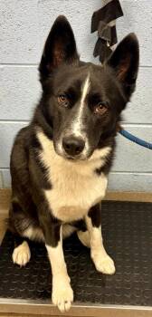 Mixed Breed Dogs Available for Adoption in Chamblee, Georgia - Borris | PetCurious